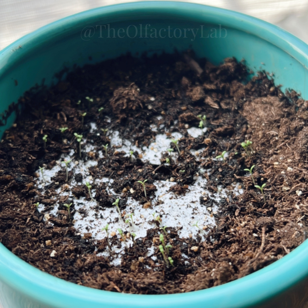 Planting Your Chamomile Covers